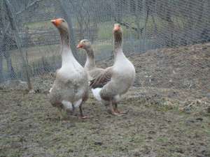 Vand gaste de Toulouse si rate Mandarin