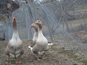 Vand gaste de Toulouse si rate Mandarin