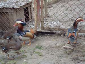 Vand gaste de Toulouse si rate Mandarin