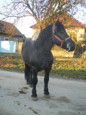 cai de vanzare