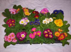 Vand Primula la ghivechi 2RON/buc