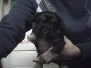 vand bichon havanez