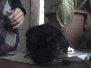 vand bichon havanez