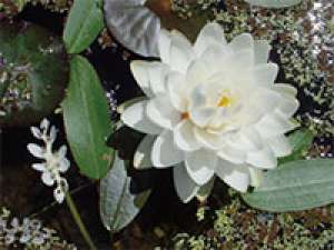 NUFAR NUFERI LOTUSI