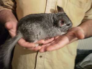 chinchilla vand