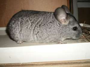 chinchilla vand