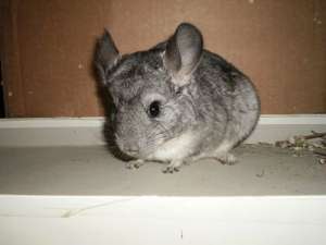 chinchilla vand
