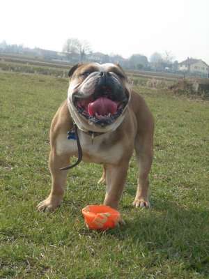 Caut monta pentru bulldog englez mascul