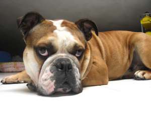 Caut monta pentru bulldog englez mascul