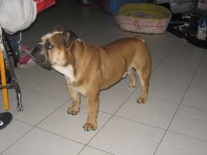 Caut monta pentru bulldog englez mascul