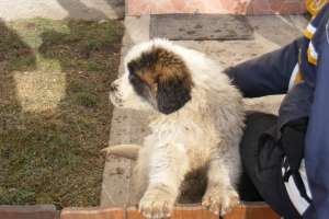 VAND ST BERNARD