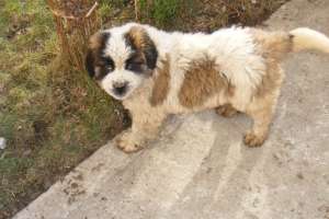 VAND ST BERNARD
