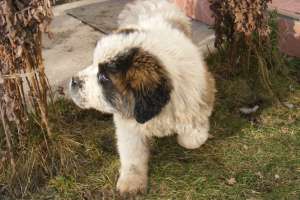 VAND ST BERNARD