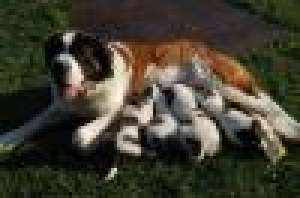 VAND ST BERNARD