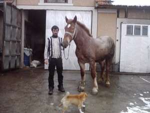 vand manza