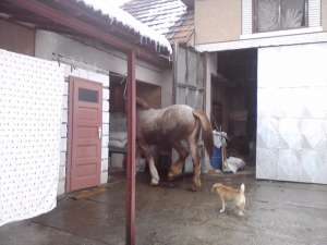 vand manza