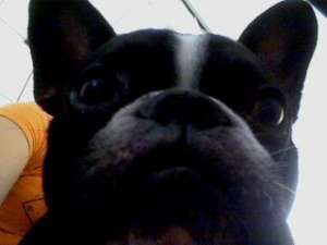 Ofer buldog francez pt imperechiere!