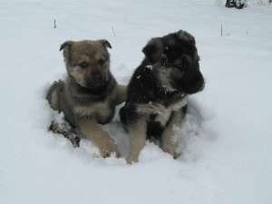 Metisi gratis spre adoptie