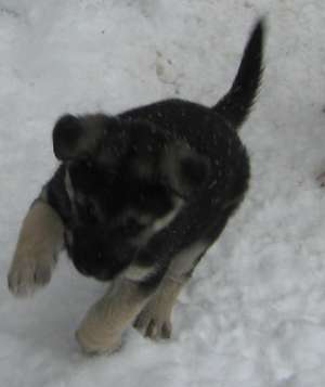 Metisi gratis spre adoptie