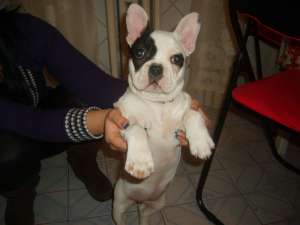 vand urgent puiut de bulldog francez