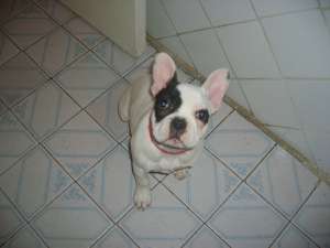 vand urgent puiut de bulldog francez