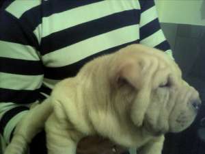 SHAR-PEI CATELUSA 9 SAPT