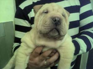 SHAR-PEI CATELUSA 9 SAPT