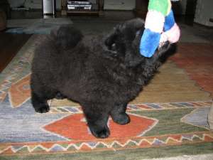 Pui Chow Chow