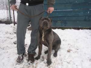 vand cane corso