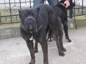 vand cane corso