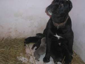 vand cane corso