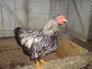 postasi standard 15 lei bucata si gaini de rasa