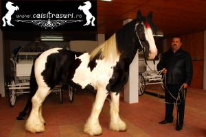 Armasar Gypsy (Irish Cob,   Tinker)