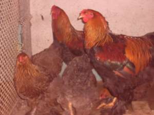 vand gaini si cocosi tinere brahma herminat deschis si potarnichiu si cochinchina galben.
