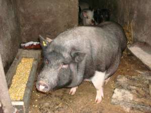 porci   vietnamezi