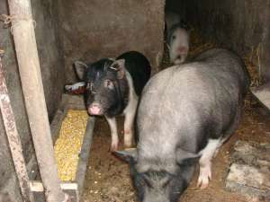 porci   vietnamezi