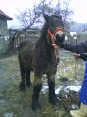cai de vanzare