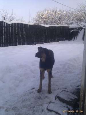 Donez caine Metis Rottweiler