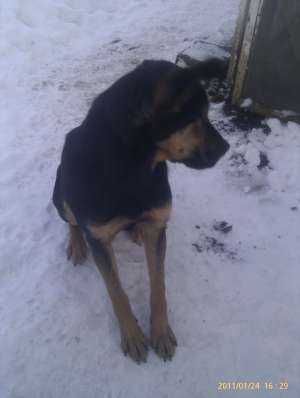 Donez caine Metis Rottweiler