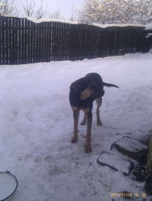 Donez caine Metis Rottweiler
