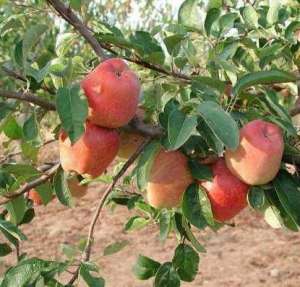 vanzare pomi fructiferi