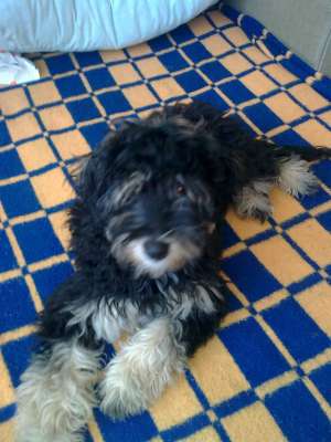Vand Caniche Imperial