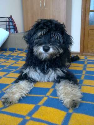 Vand Caniche Imperial