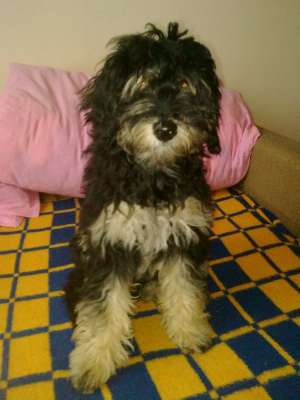 Vand Caniche Imperial