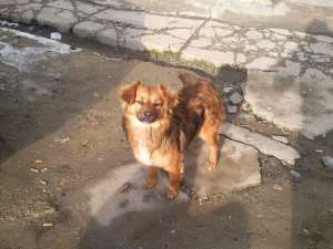 Metisa Pechinez spre adoptie CONSTANTA