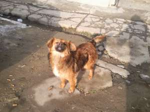 Metisa Pechinez spre adoptie CONSTANTA
