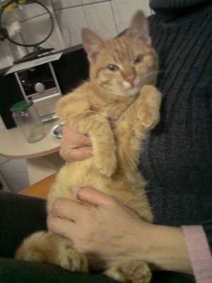 Pisicuta ca portocala spre adoptie CONSTANTA