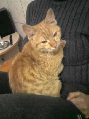 Pisicuta ca portocala spre adoptie CONSTANTA