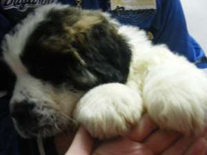 vand saint bernard