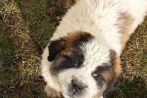 vand saint bernard